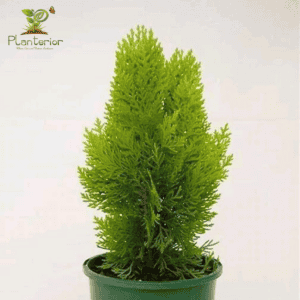 ঝাউ গাছ | Casuarina Tree