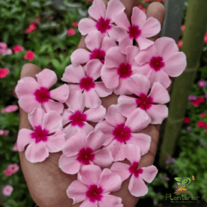 ইন্দোনেশিয়া নয়নতারা | Pink Blush Vinca | Noyontara
