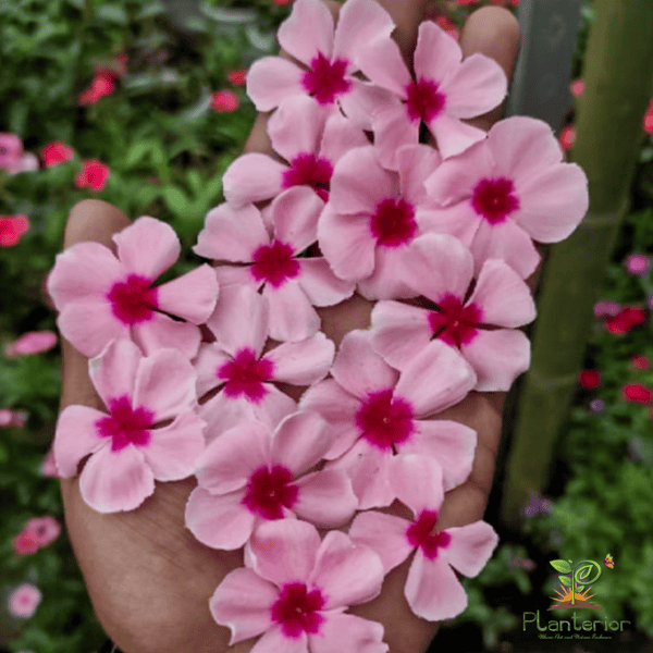 ইন্দোনেশিয়া নয়নতারা | Pink Blush Vinca | Noyontara