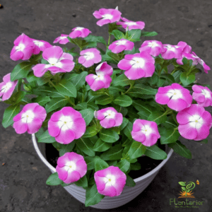 ইন্দোনেশিয়া নয়নতারা | Megabloom Pink Halo Vinca | Noyontara