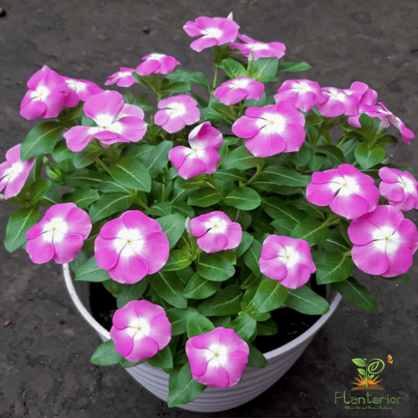 ইন্দোনেশিয়া নয়নতারা | Megabloom Pink Halo Vinca | Noyontara