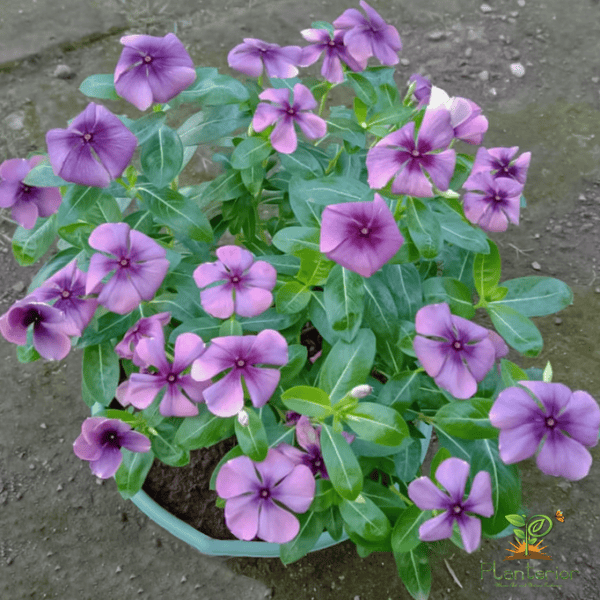 ইন্দোনেশিয়া নয়নতারা | Purple Classic Vinca | Noyontara