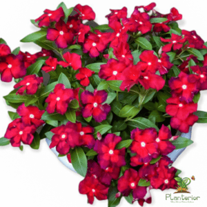 ইন্দোনেশিয়া নয়নতারা | Red Batik Vinca | Noyontara