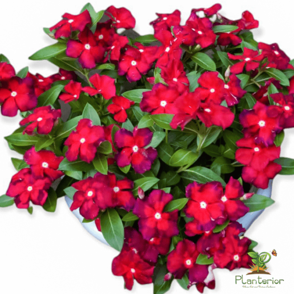 ইন্দোনেশিয়া নয়নতারা | Red Batik Vinca | Noyontara