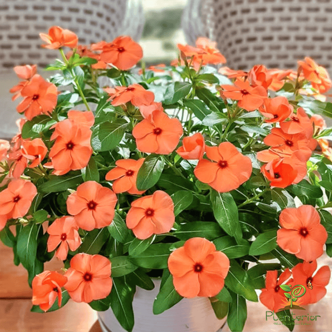 ইন্দোনেশিয়া নয়নতারা | Cacterina Oren Vinca | Noyontara