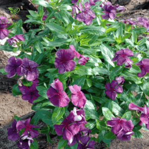 ইন্দোনেশিয়া নয়নতারা | Purple Plum vinca | Noyontara
