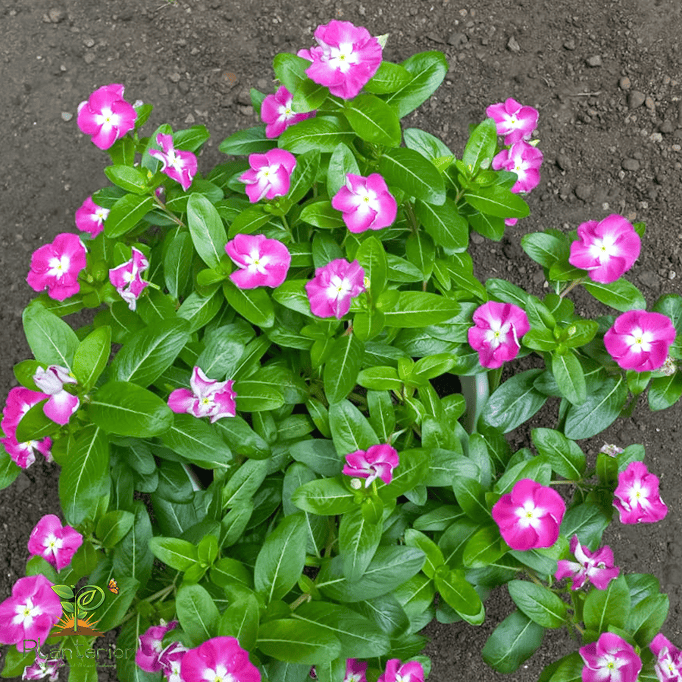 ইন্দোনেশিয়া নয়নতারা | Curly Orchid Halo Vinca | Noyontara