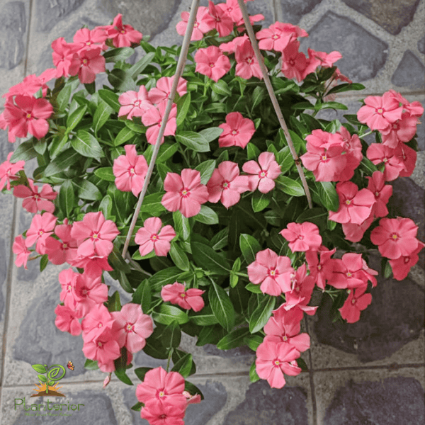 ইন্দোনেশিয়া নয়নতারা | Salmon Red Eye Vinca | Noyontara