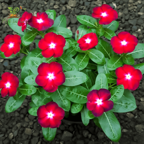 ইন্দোনেশিয়া নয়নতারা | Red Pattern vinca | Noyontara