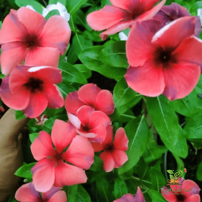 ইন্দোনেশিয়া নয়নতারা | Watermelon vinca | Noyontara