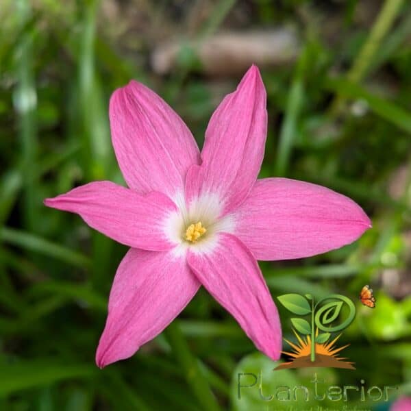 হার্ট থ্রোব রেইন লিলি | Heart Throb Rain Lily Bulb