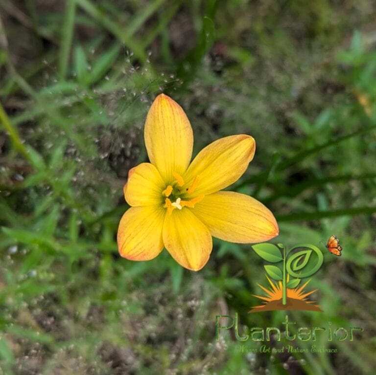 কিং র‍্যানসম রেইন লিলি | King Ransom Rain Lily Bulb