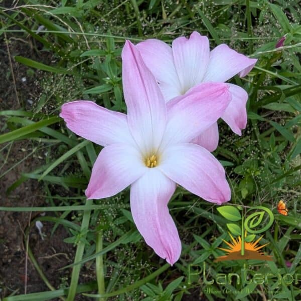 লাবুফ হাইব্রিড রেইন লিলি | Labuf Hybird Rain Lily Bulb