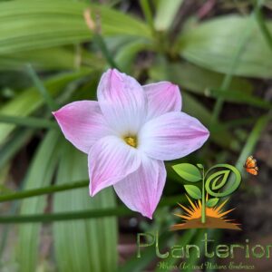 লিলি পাই রেইন লিলি | Lily Pie Rain Lily Bulb