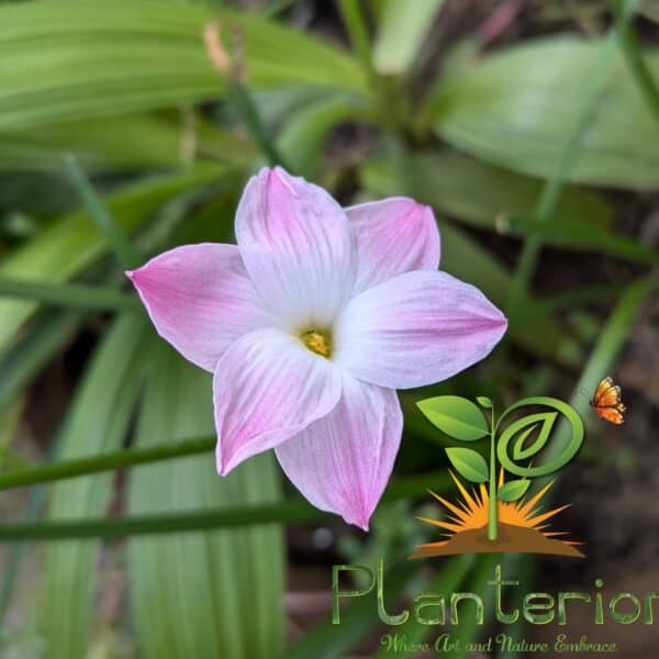 লিলি পাই রেইন লিলি | Lily Pie Rain Lily Bulb