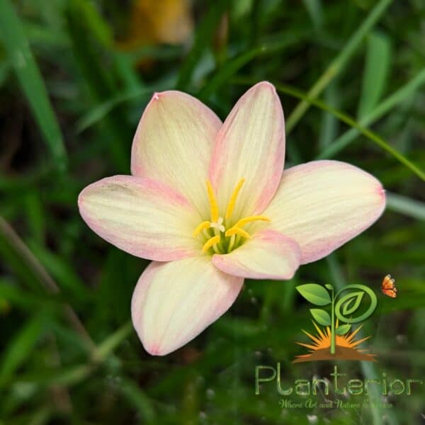 লিটল গার্ল রেইন লিলি | Little Girl Rain Lily Bulb