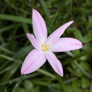 ফার্স্ট লাভ রেইন লিলি | First Love Rain Lily Bulb
