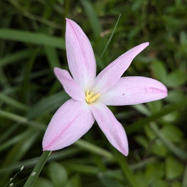 ফার্স্ট লাভ রেইন লিলি | First Love Rain Lily Bulb
