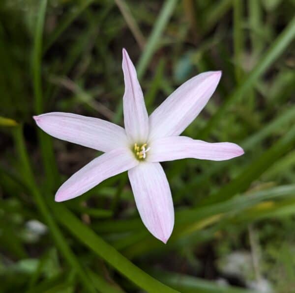 ফার্স্ট লাভ রেইন লিলি | First Love Rain Lily Bulb - Image 2