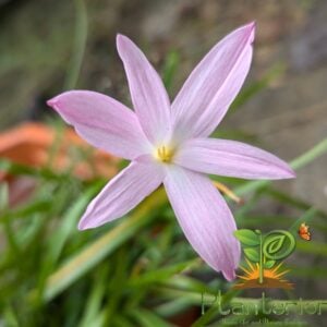 পিঙ্ক সিল্ক রেইন লিলি | Pink Silk Rain Lily Bulb