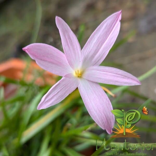 পিঙ্ক সিল্ক রেইন লিলি | Pink Silk Rain Lily Bulb