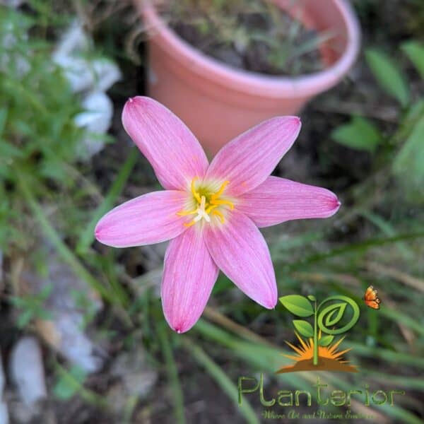 পিঙ্কি রেইন লিলি | Pinky Rain Lily Bulb