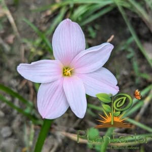 সাকুরা স্নো রেইন লিলি | Sakura Snow Rain Lily Bulb
