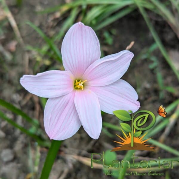 সাকুরা স্নো রেইন লিলি | Sakura Snow Rain Lily Bulb
