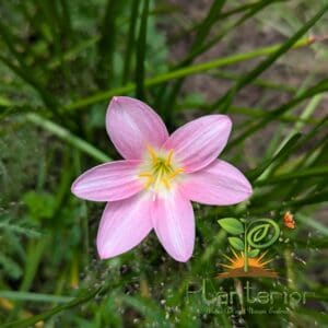 সুইট হার্ট রেইন লিলি | Sweet Heart Rain Lily Bulb