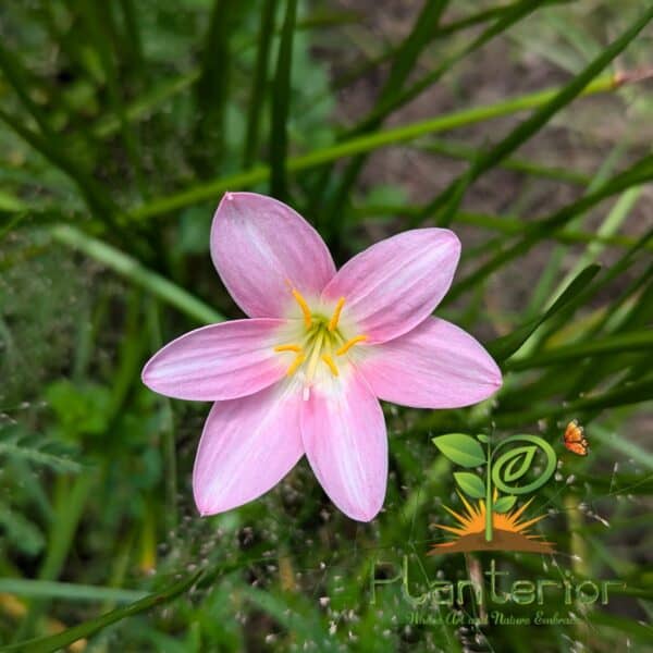 সুইট হার্ট রেইন লিলি | Sweet Heart Rain Lily Bulb