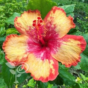 লাল হলুদ ট্রপিক্যাল জবা | Lal Holud Tropical Joba | Red Yellow Tropical Hibiscus Plant