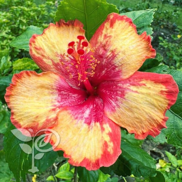 লাল হলুদ ট্রপিক্যাল জবা | Lal Holud Tropical Joba | Red Yellow Tropical Hibiscus Plant