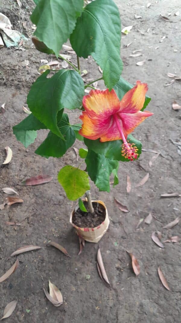 লাল হলুদ ট্রপিক্যাল জবা | Lal Holud Tropical Joba | Red Yellow Tropical Hibiscus Plant - Image 3