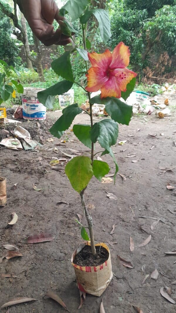 লাল হলুদ ট্রপিক্যাল জবা | Lal Holud Tropical Joba | Red Yellow Tropical Hibiscus Plant - Image 2