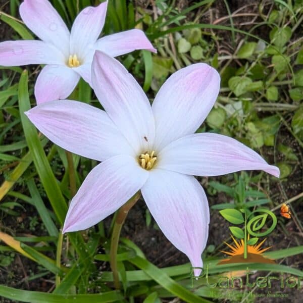 লাবুফফরসা রেইন লিলি | Labufforosa Hybird Rain Lily Bulb