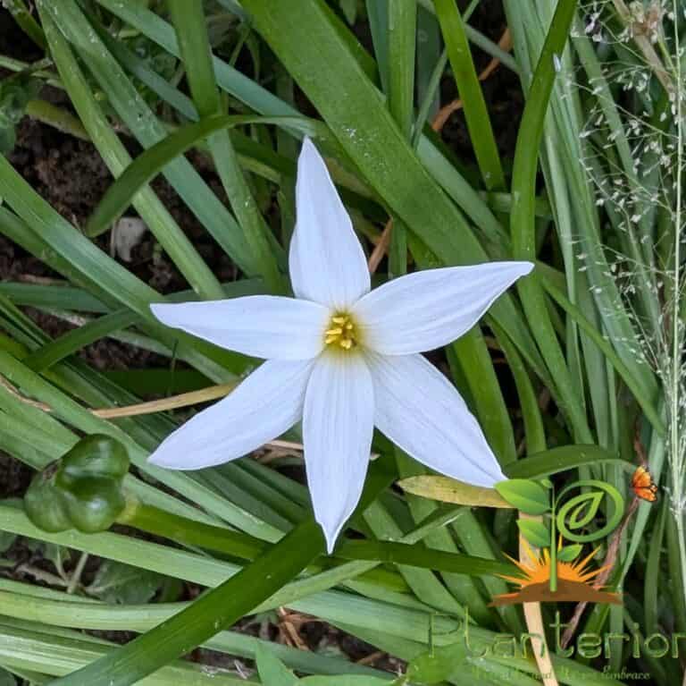 মালী রেইন লিলি | Mali Rain Lily Bulb