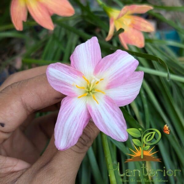 স্মল হাইব্রিড রেইন লিলি | Small Hybrid Rain Lily Bulb