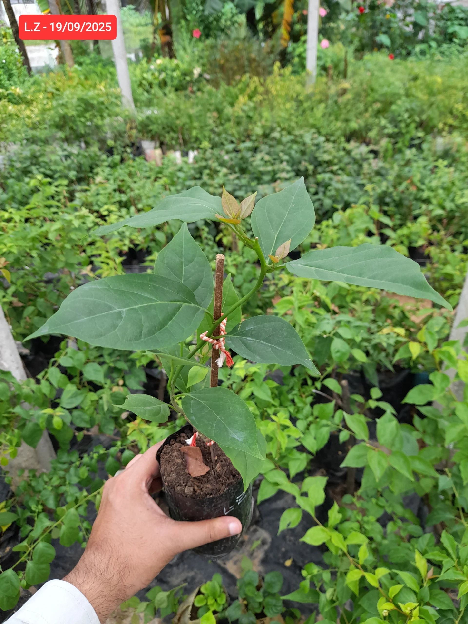 Lady Zyra Bougainvillea