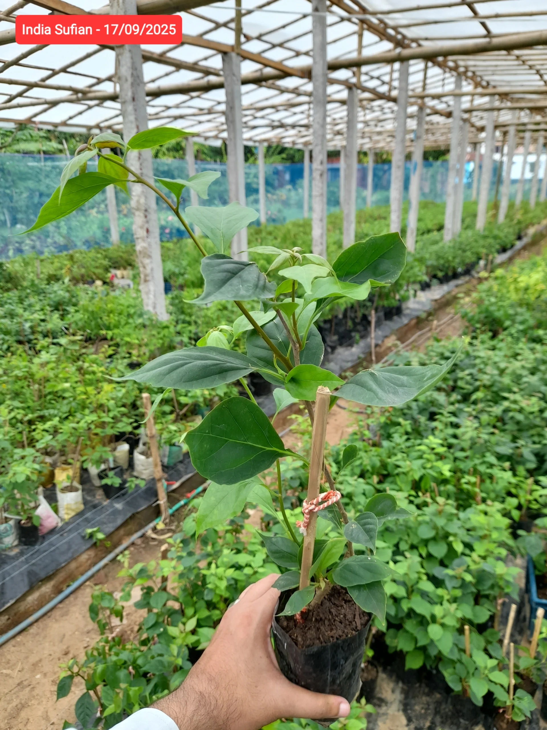 Sufia Indiana Bougainvillea