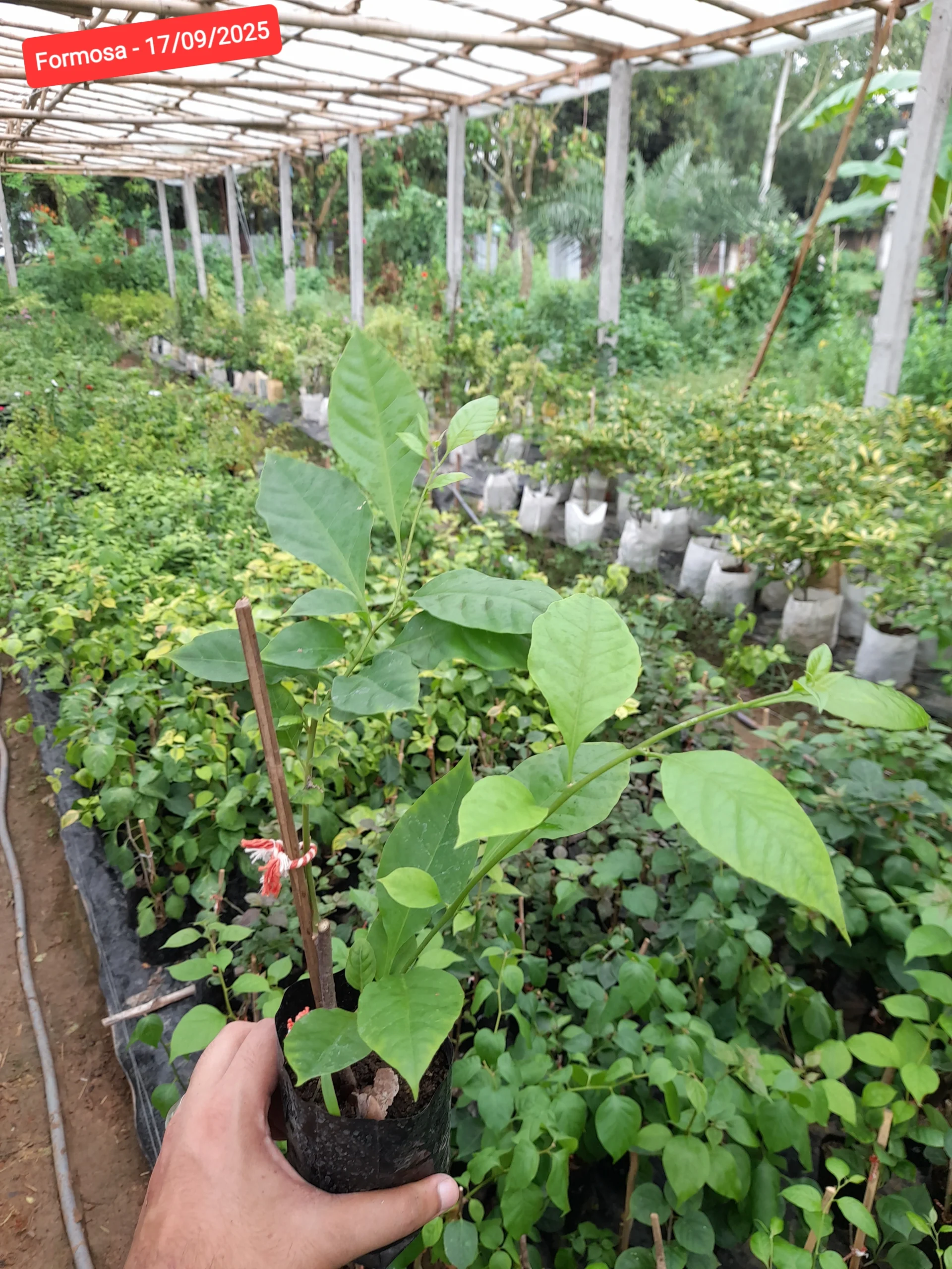 Formosa Baganbilash