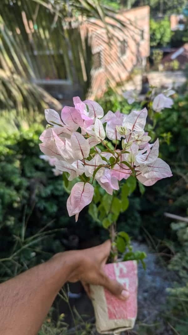 চিলি আইসক্রিম বাগানবিলাস | Chilli Ice Cream Bougainvillea | High Blooming Bougainvillea | ১২ মাসি বাগানবিলাস - Image 3