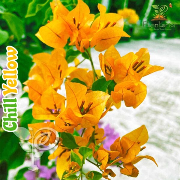 Chill Yellow