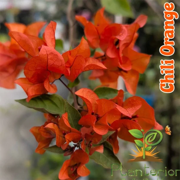 Chili Orange Baganbilash