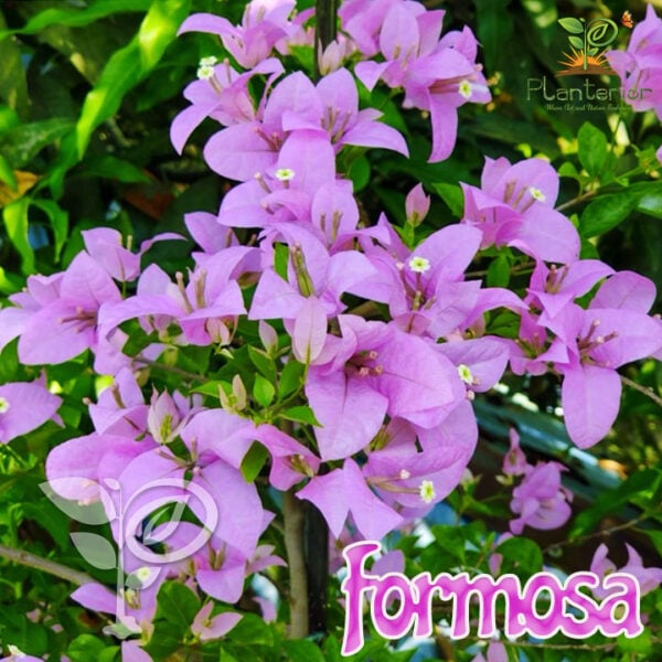 ফরমোসা বাগানবিলাস | Formosa Bougainvillea | Formosa Baganbilash | High blooming Bougainvillea | Lilac Formosa
