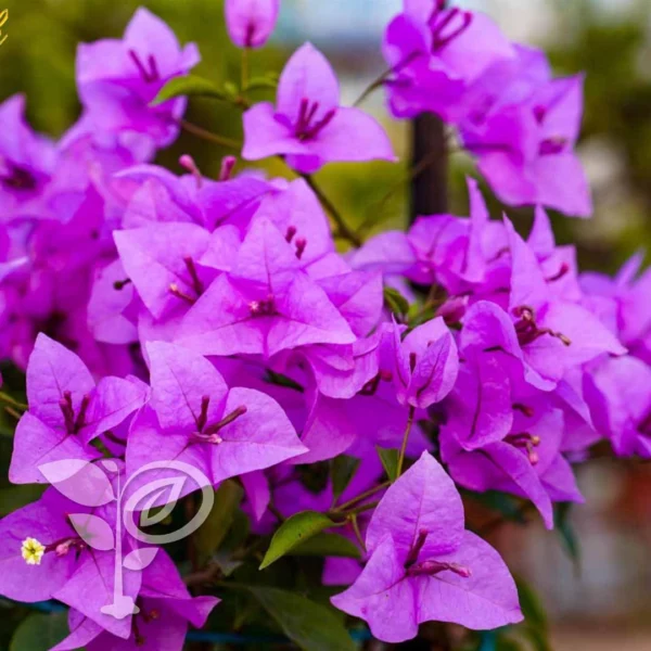 HB Singh Bougainvillea