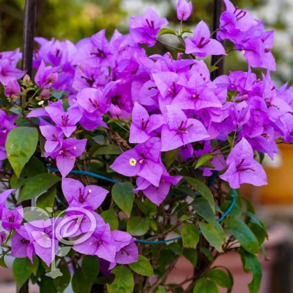 এইচ বি সিং বাগানবিলাস | HB Singh Bougainvillea | High Blowing Bougainvillea | বারোমাসি বাগানবিলাশ - Image 2
