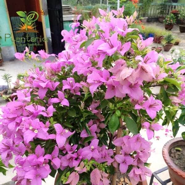 এইচ বি সিং বাগানবিলাস | HB Singh Bougainvillea | High Blowing Bougainvillea | বারোমাসি বাগানবিলাশ - Image 3