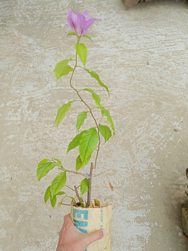 Formosa