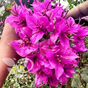 Jinnah Bharat Pink Bougainvillea