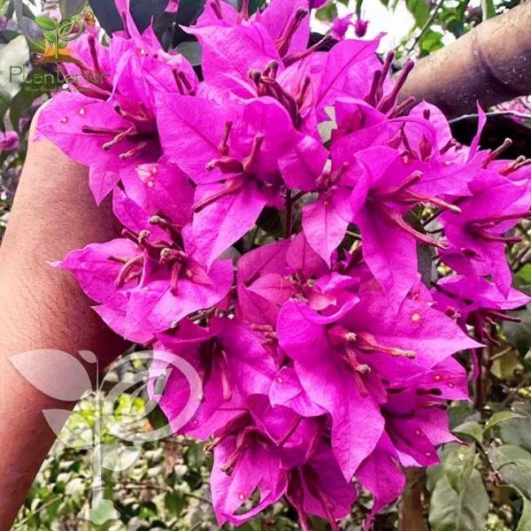 Jinnah Bharat Pink Bougainvillea
